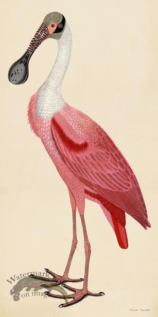 Rudbeck CFA 39 Roseate Spoonbill